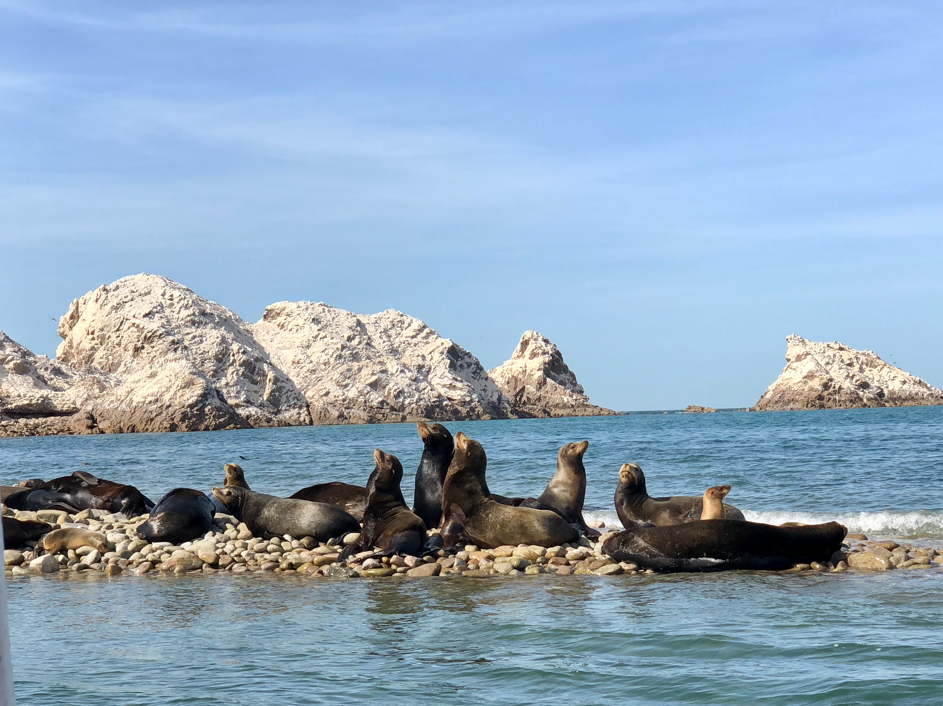 Bird Island