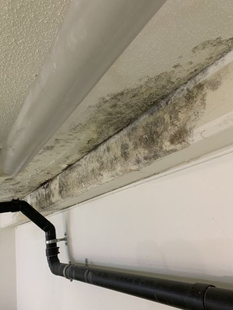 Schimmelbeseitigung durch Maler Moy