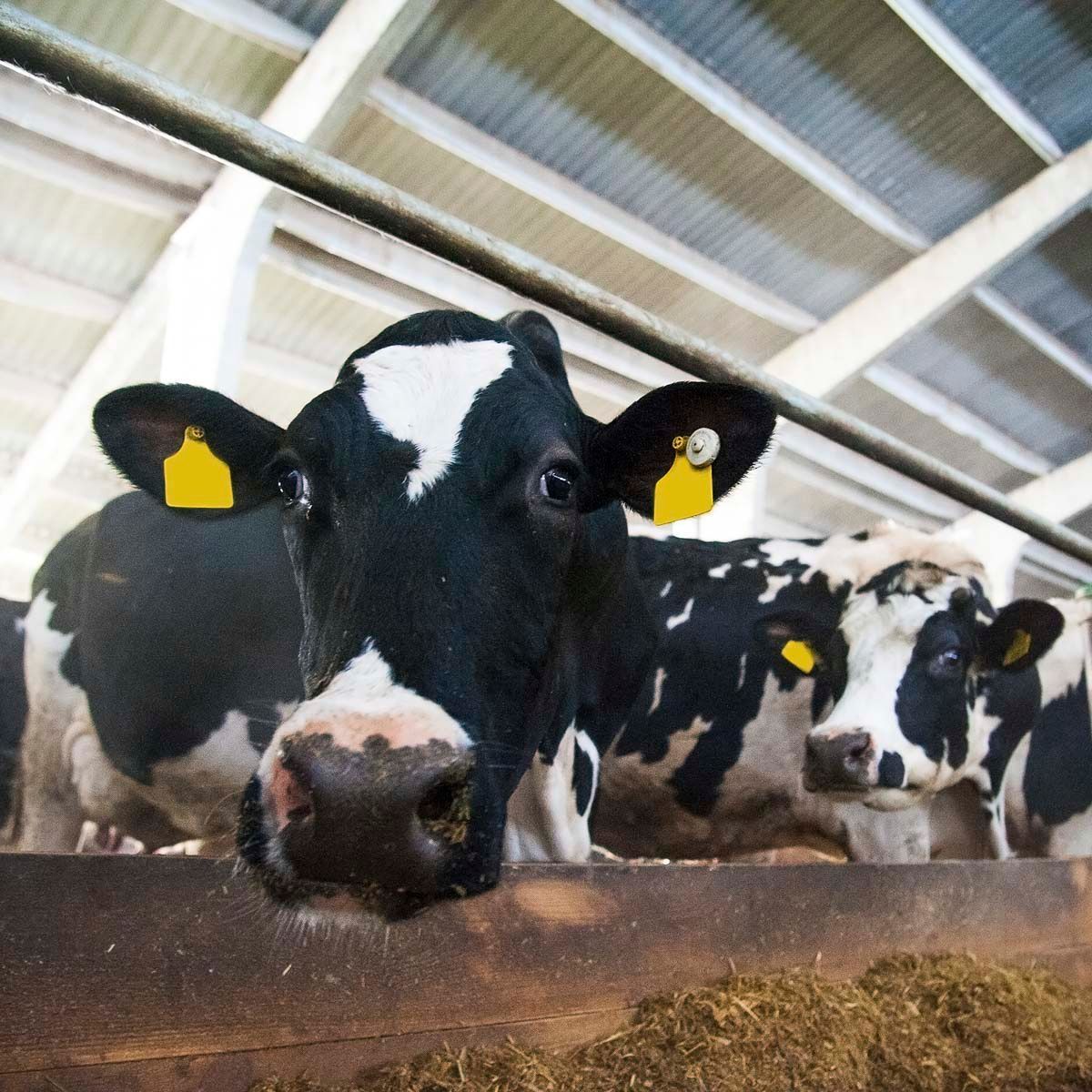 Milchgut von Agrargut Malkwitz - Konventioneller Landbau - Milchgut Liptitz -Getreidelager am Collm - Bioenergie Nordsachsen in Wermsdorf, im Ortsteil Malkwitz