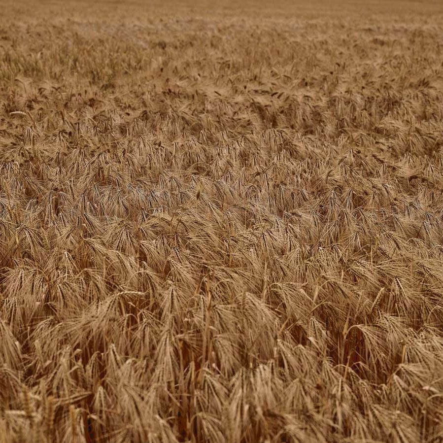 Getreidelage von Agrargut Malkwitz - Konventioneller Landbau - Milchgut Liptitz -Getreidelager am Collm - Bioenergie Nordsachsen in Wermsdorf, im Ortsteil Malkwitz