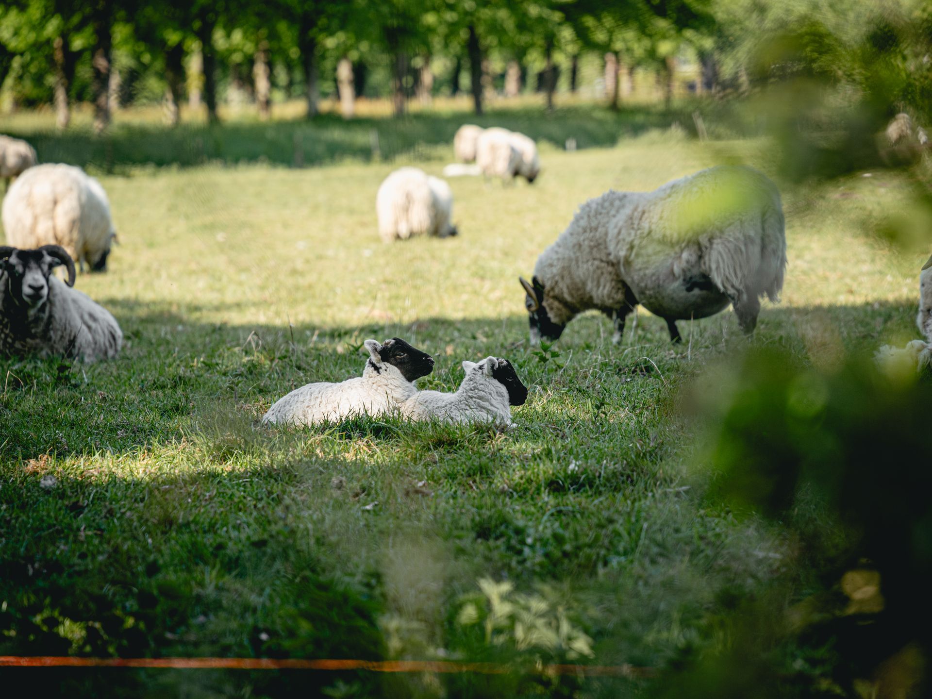 A rural view in Heemskerk, North Holland, with a wooden gate leading to a grassy field where sheep are visible. The surroundings are green with trees and a clear sky.