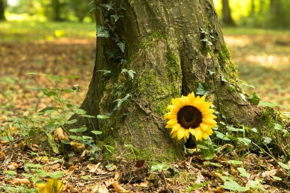 Sonnenblume an einem Baum in einem Friedwald