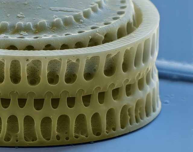 Structure de diatomées - Consagros AG - Steffisburg