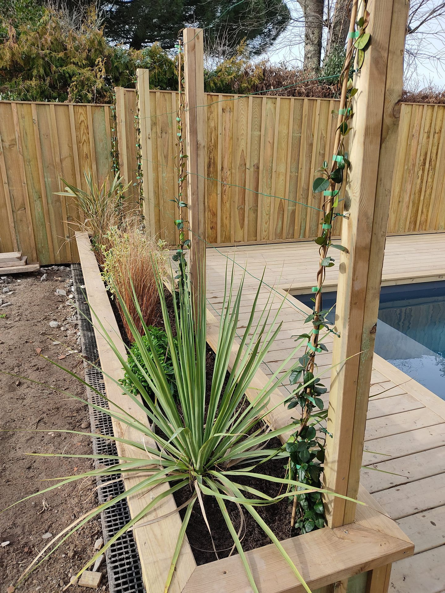 Une plantation avec un palmier en gros plan