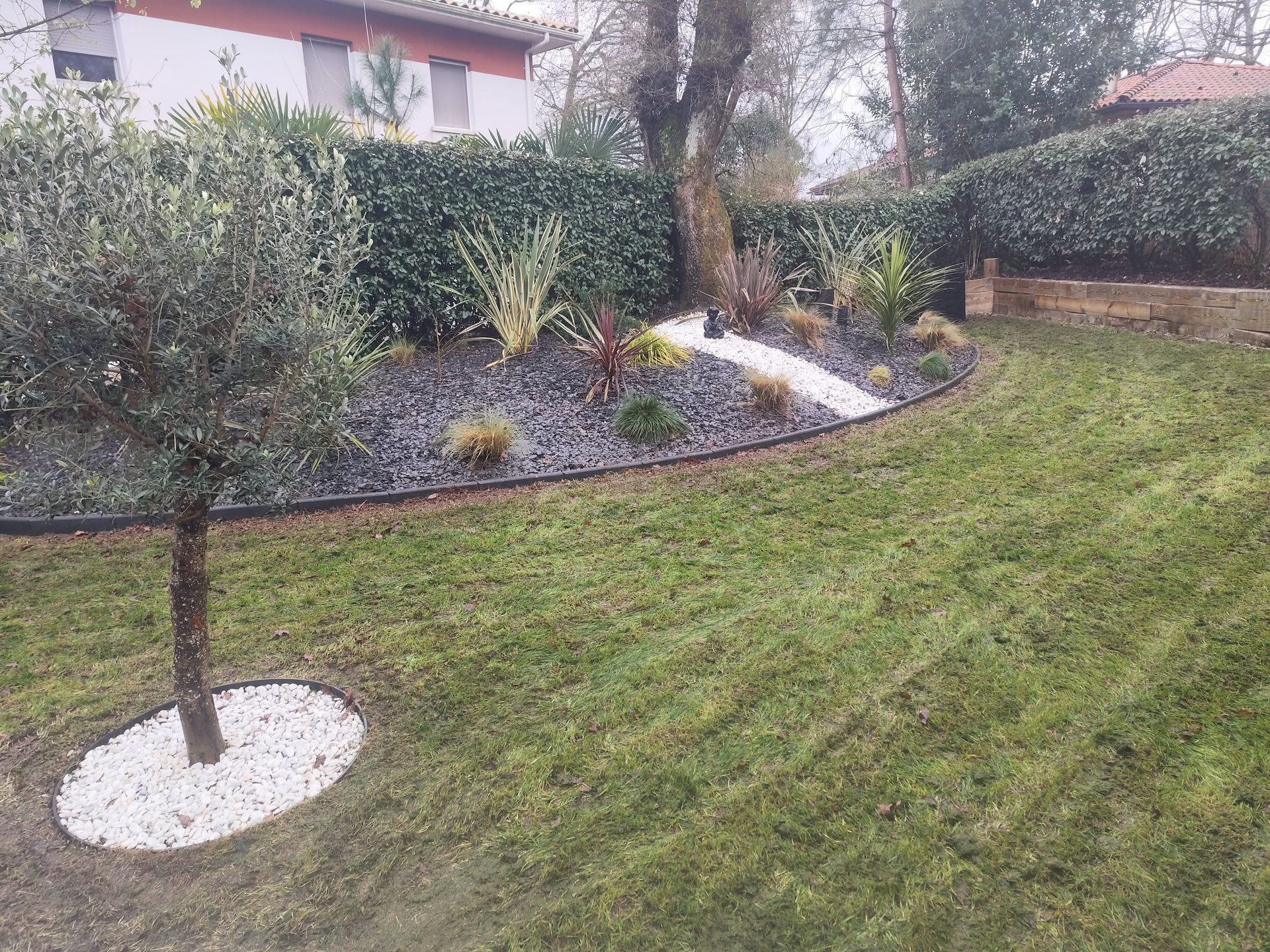 Un olivier entouré de gravier blanc et de pelouse