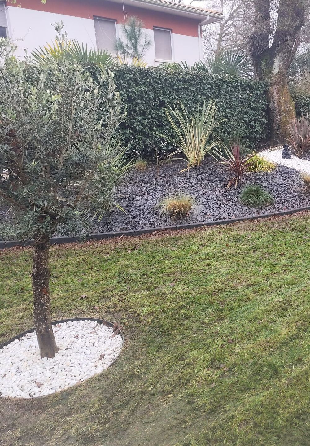 Un olivier planté dans une pelouse bien tondue avec une jardinière en fond
