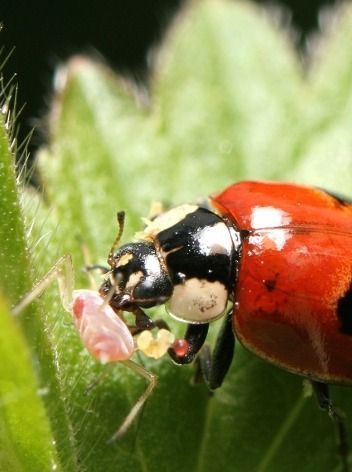 Protección biológica