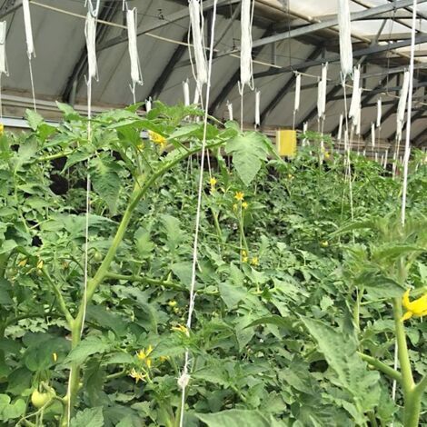 Gancho de tomate envuelto