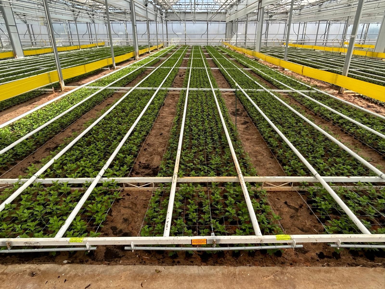 Flower netting