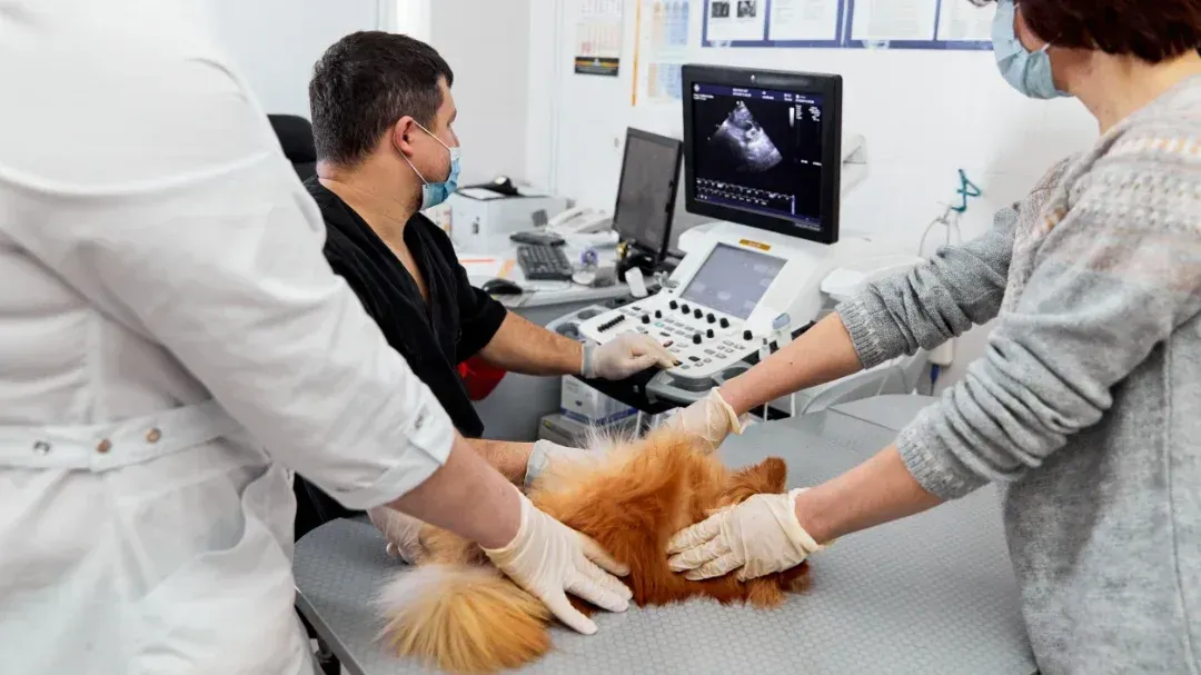 Un perro está siendo examinado por un veterinario en una clínica veterinaria.