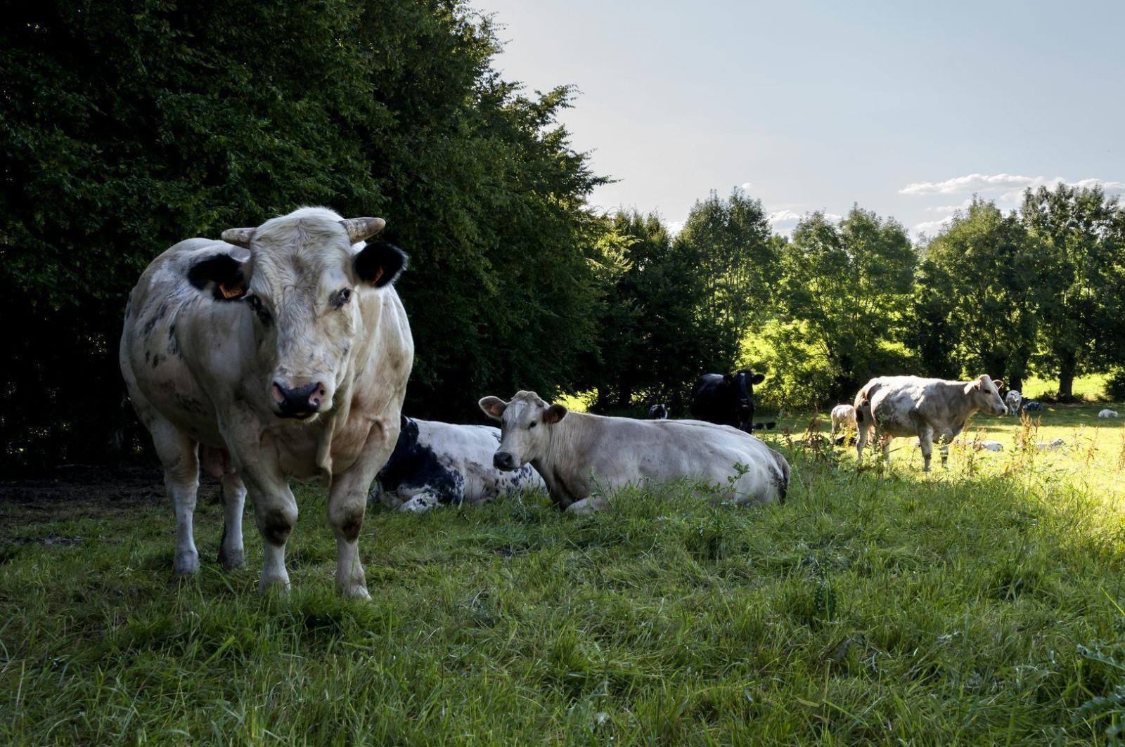 Alimentation vaches à viande Blanc Bleu Culard - granulés semoulettes à Hangest-sur-Somme