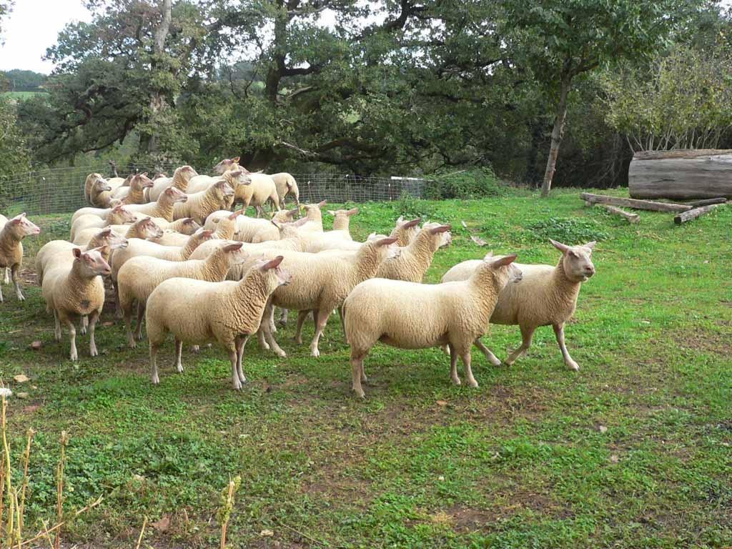Alimentation par Minervit pour ovins, moutons - granulés semoulettes poudres seaux 