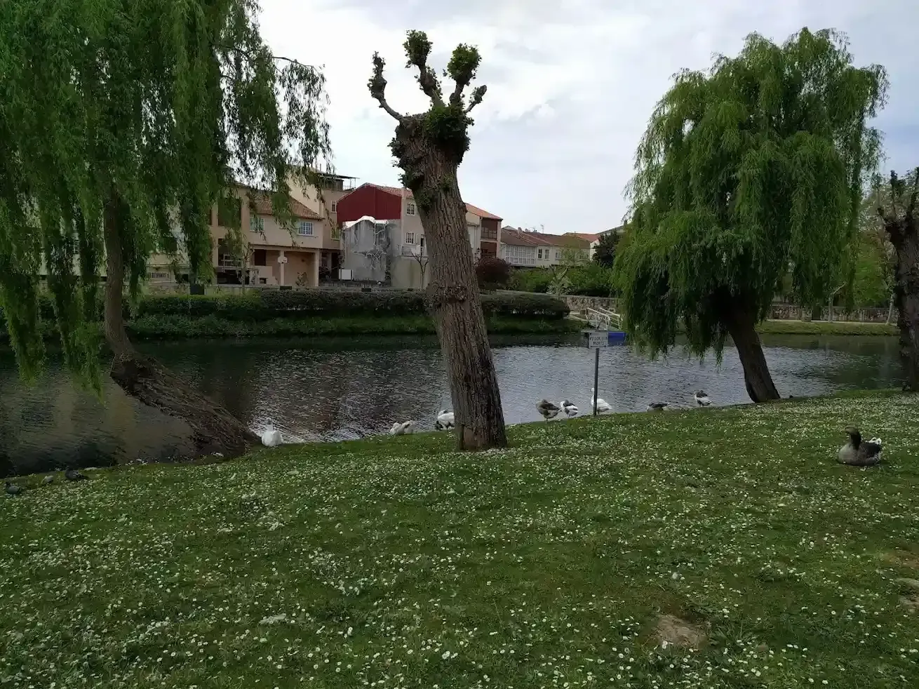 Parque con césped y lago; sauces llorones y edificios al fondo. Varios patos y aves en el agua.