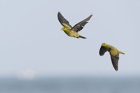 Zwei Tauben im Flug
