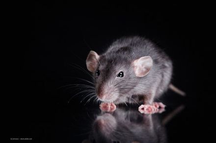 Detailaufnahme einer Ratte