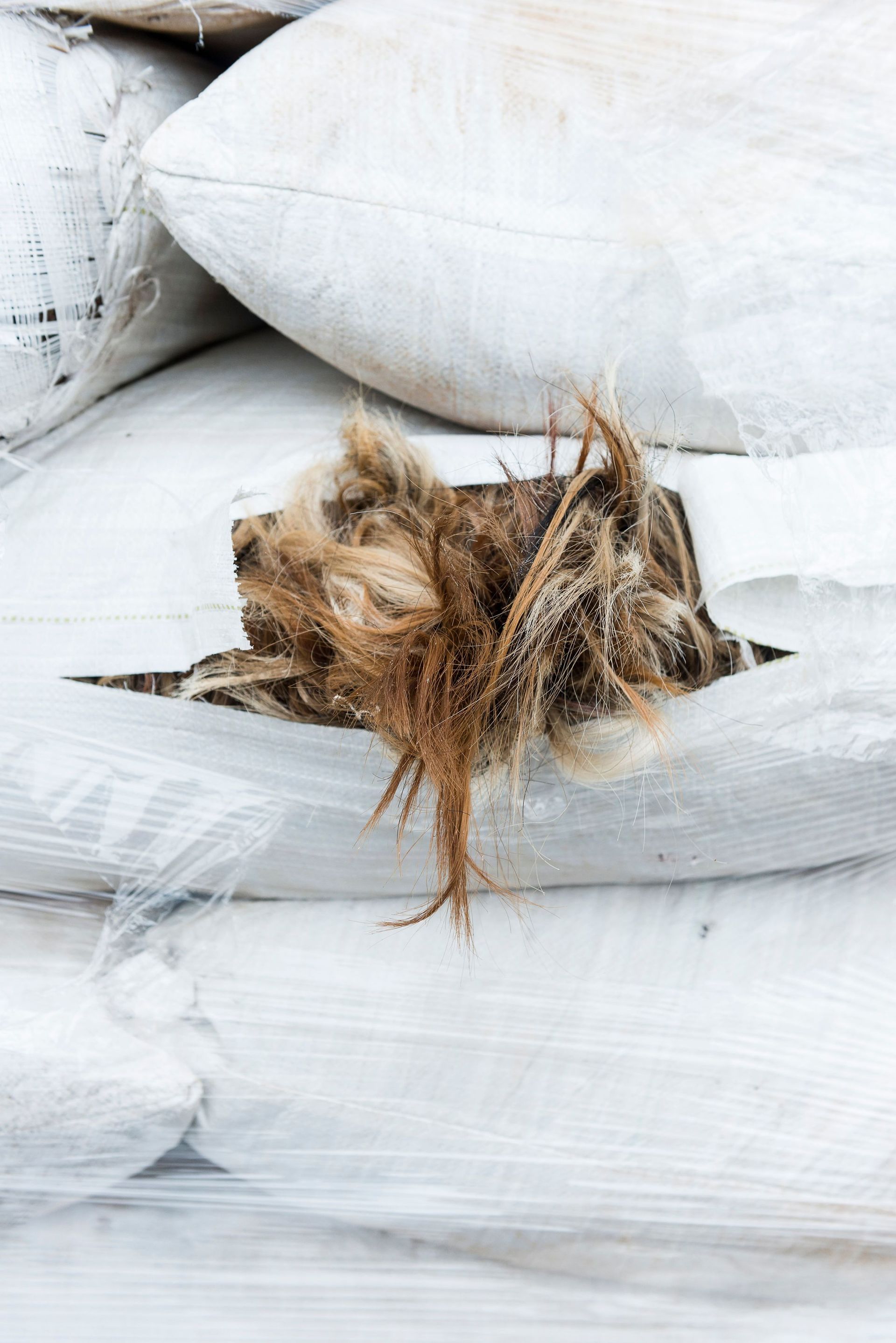 Crins de queue de cheval - Toggenburger & Co AG