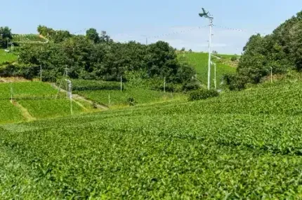 Lush green tea plantation on rolling hills under a bright sky, with a tall utility pole in the distance