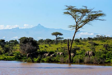 River with lush green savanna and a tall acacia tree, with mountains in the hazy blue distance