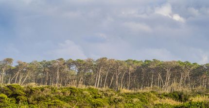 Distant forest line beneath a cloudy sky, with dense green foliage in the foreground.