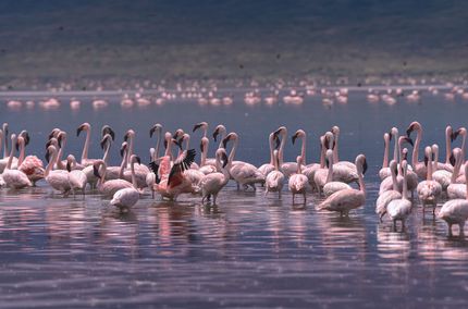 Pink flamingos wading in a calm lake, with many birds in the distance.