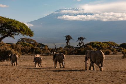 Elephants walking across a dry savanna with Mount Kilimanjaro in the background
