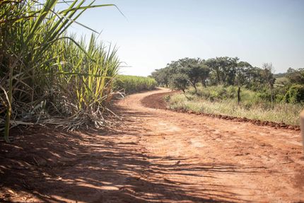 Curving dirt road through grassy countryside with trees under bright sunlight