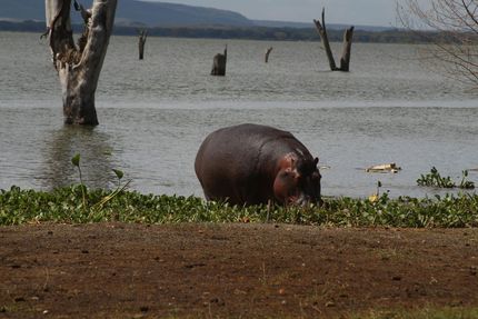 Hippopotamus standing by a lake with trees and a distant shoreline