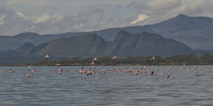 Flock of flamingos on a lake with mountains in the distance