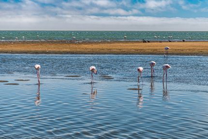 Pink flamingos standing in shallow blue water by a sandy shoreline under a clear sky