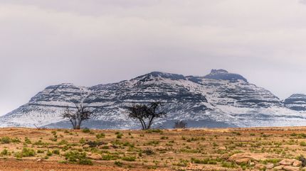 Snow-dusted rocky hill with sparse trees in a dry grassland under a pale sky