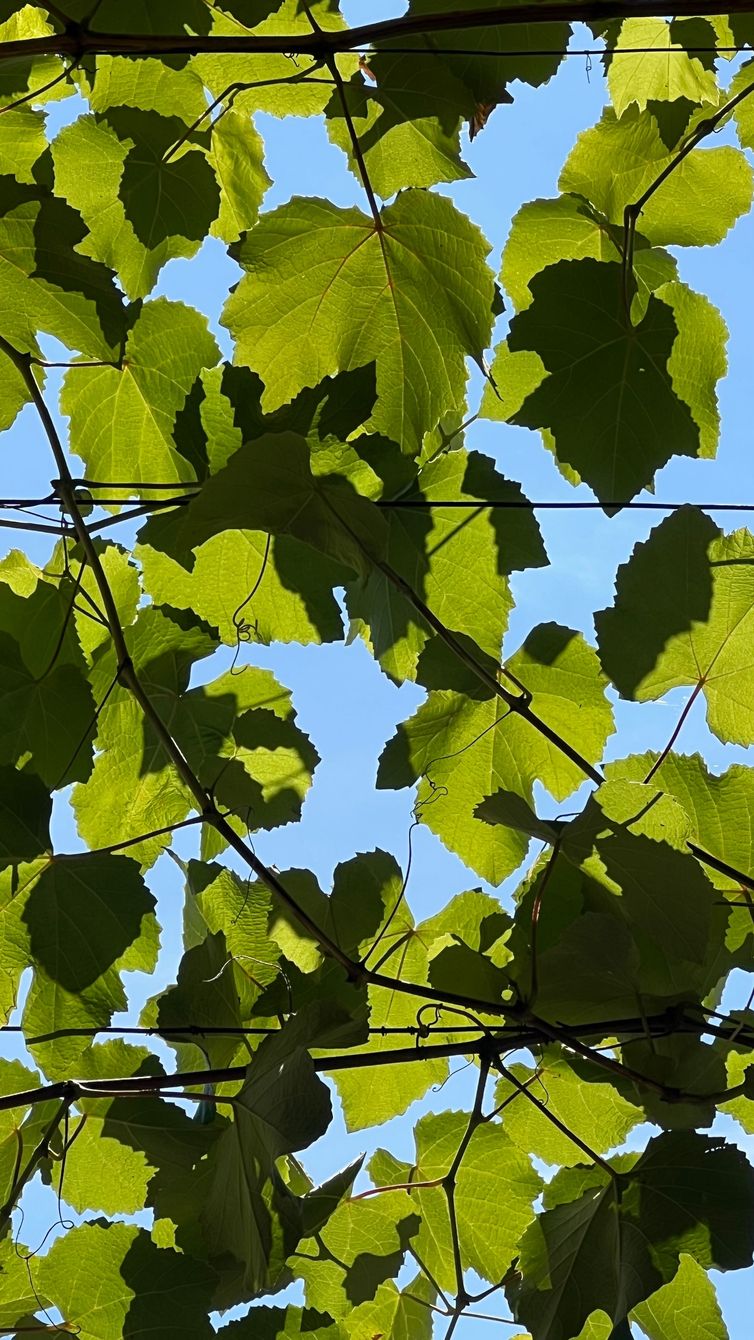 Rebenblätter im Gegenlicht vor blauem Himmel