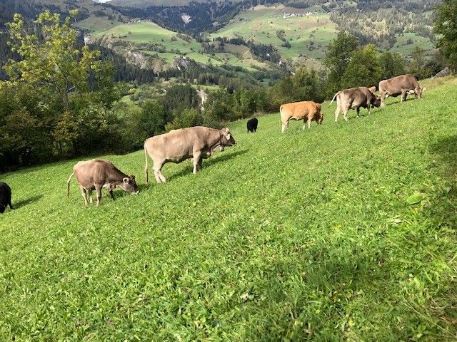 Tier Rind Kühe Rindfleisch Schweiz Bio Label Auslauf Wiese Bündnerland