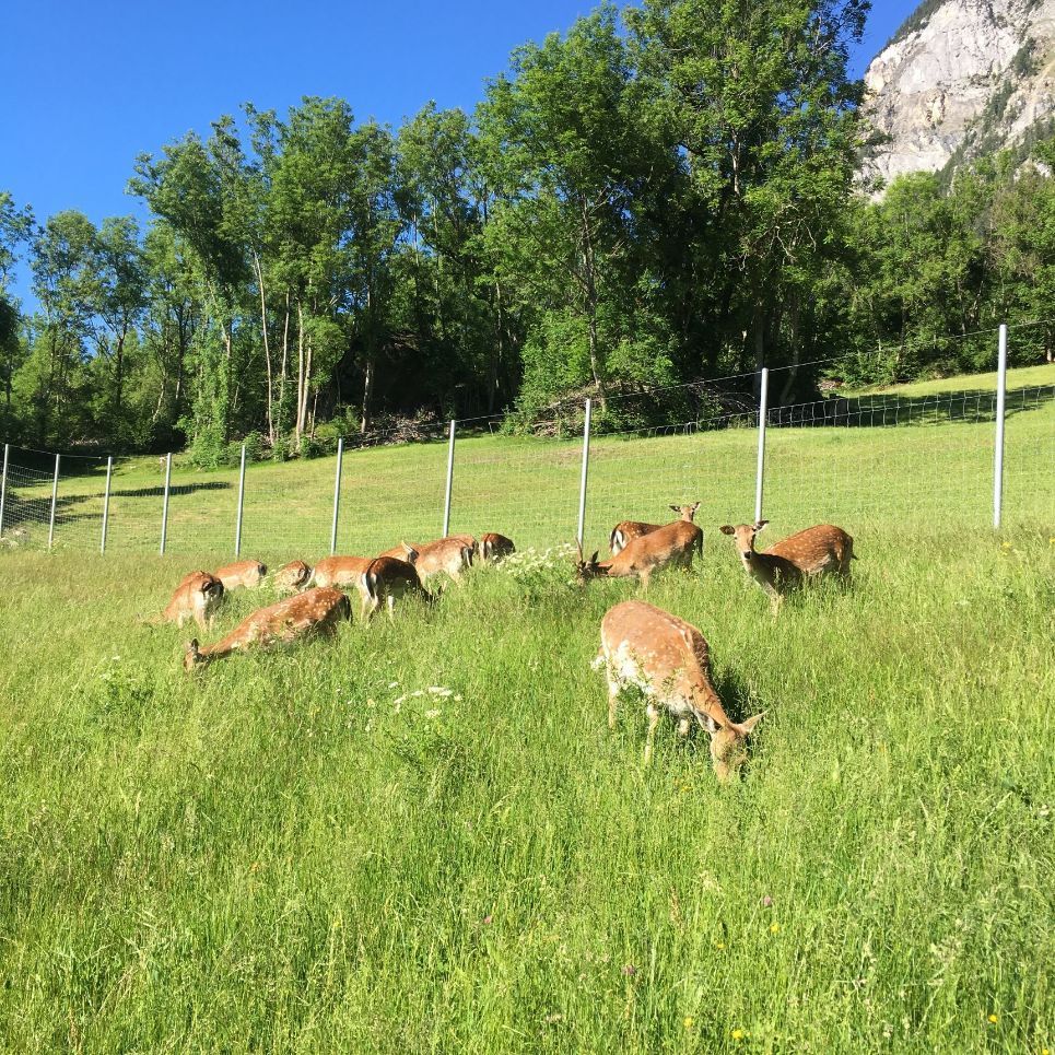 Damhirsch Gehegehaltung Schweiz
