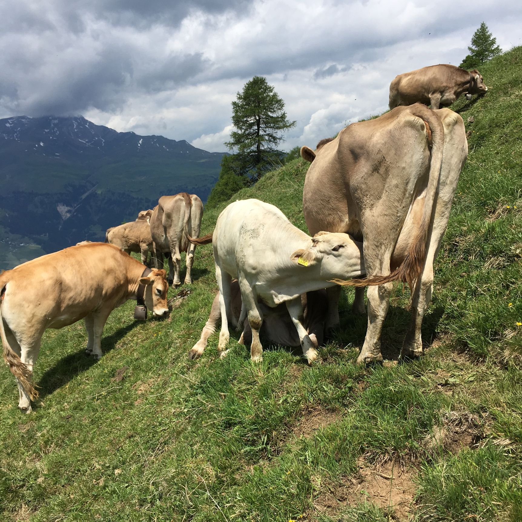 Tier Rind Kühe Rindfleisch Schweiz Bio Label Auslauf Wiese Bündnerland