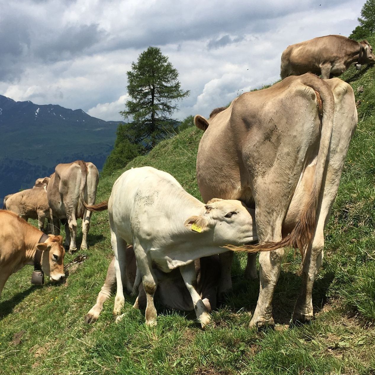 Rindfleisch Cantieni Schweiz Bio Label Wiese Hektar