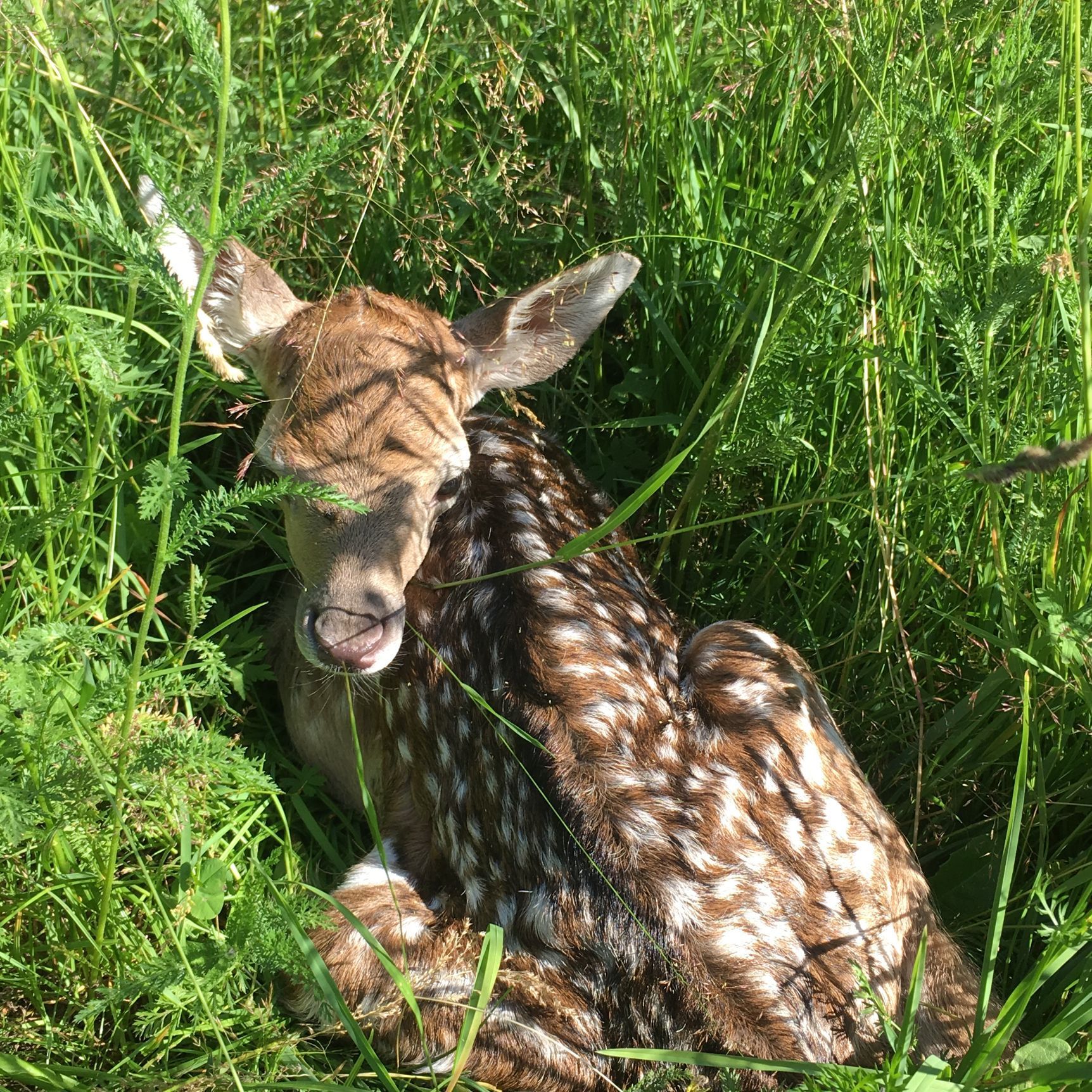 Damhirsch Gehegehaltung Schweiz