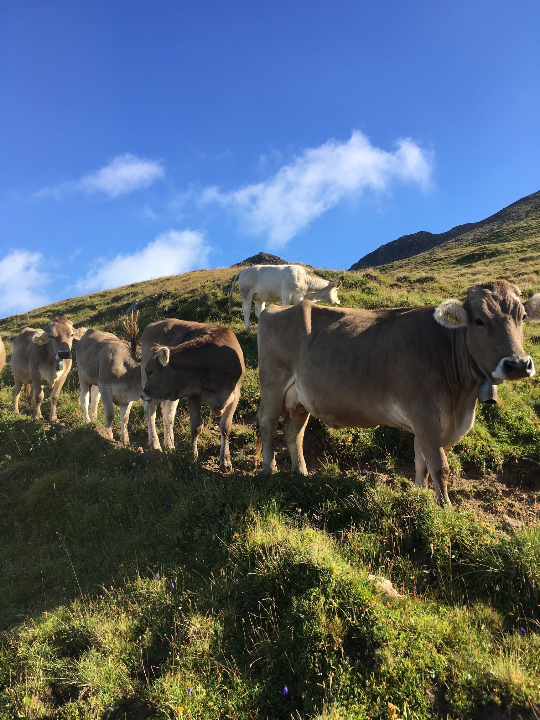 Tier Rind Kühe Rindfleisch Schweiz Bio Label Auslauf Wiese Bündnerland