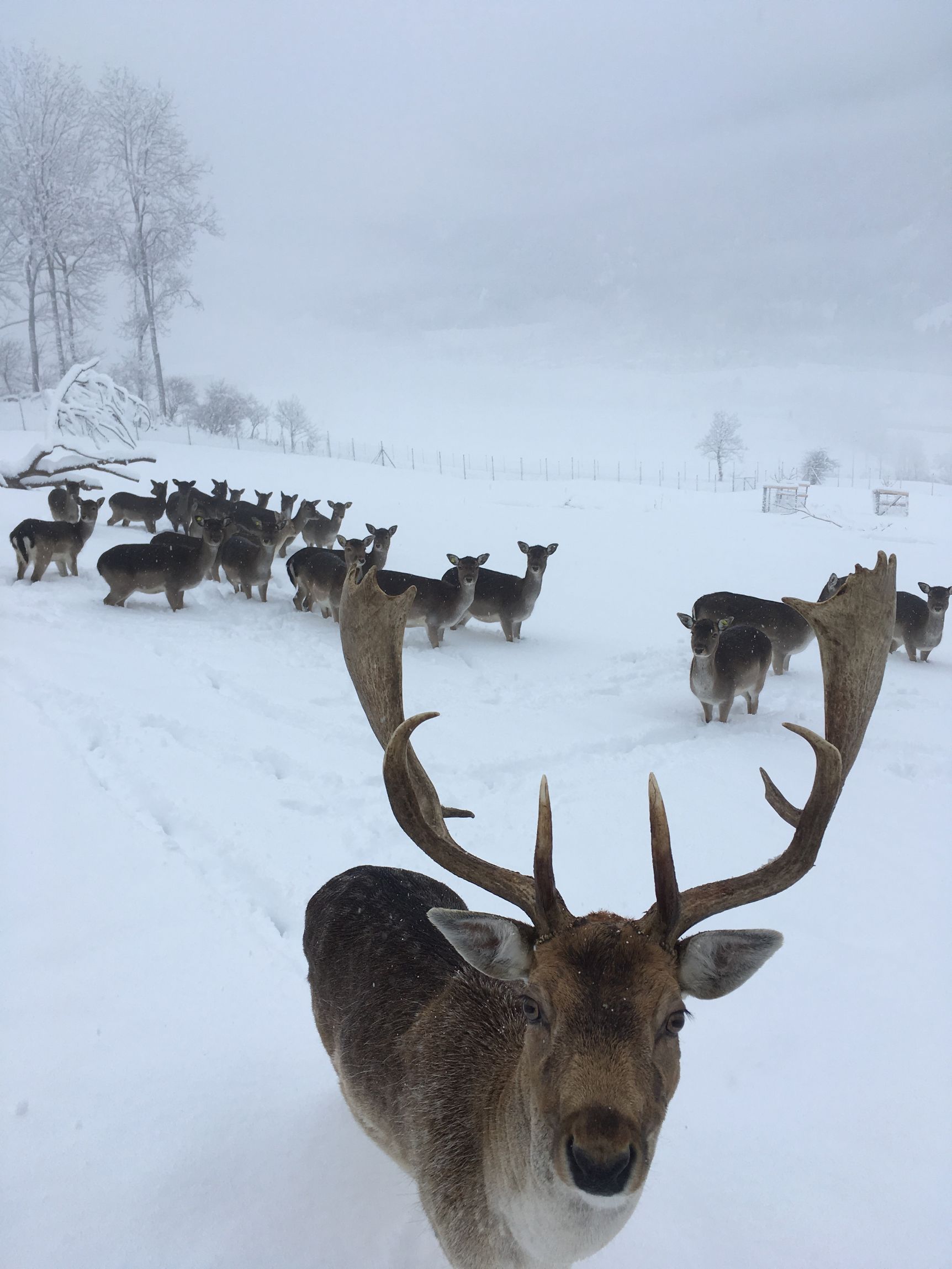 Dammhirsch Fleisch Hof Bio Öko Betrieb Naturpark Beverin
