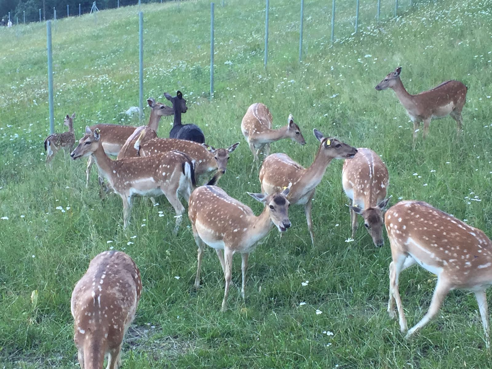 Damhirsch Gehegehaltung Schweiz