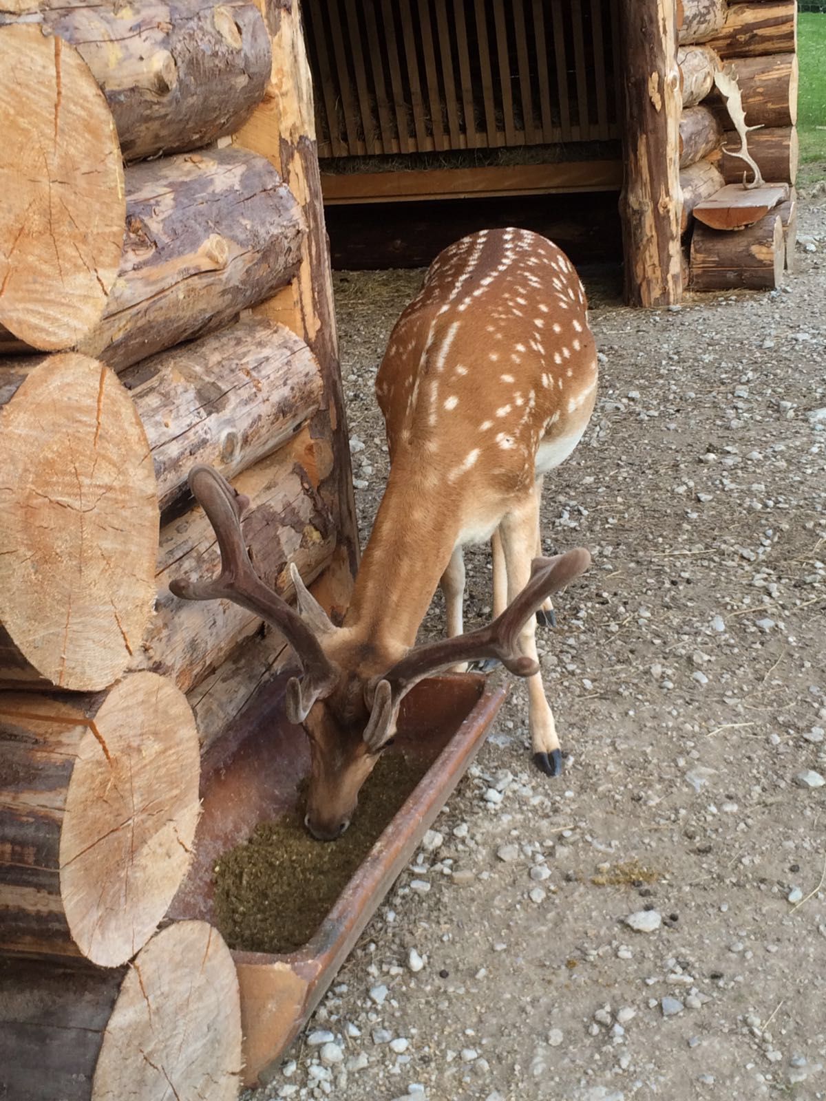 Damhirsch Gehegehaltung Schweiz