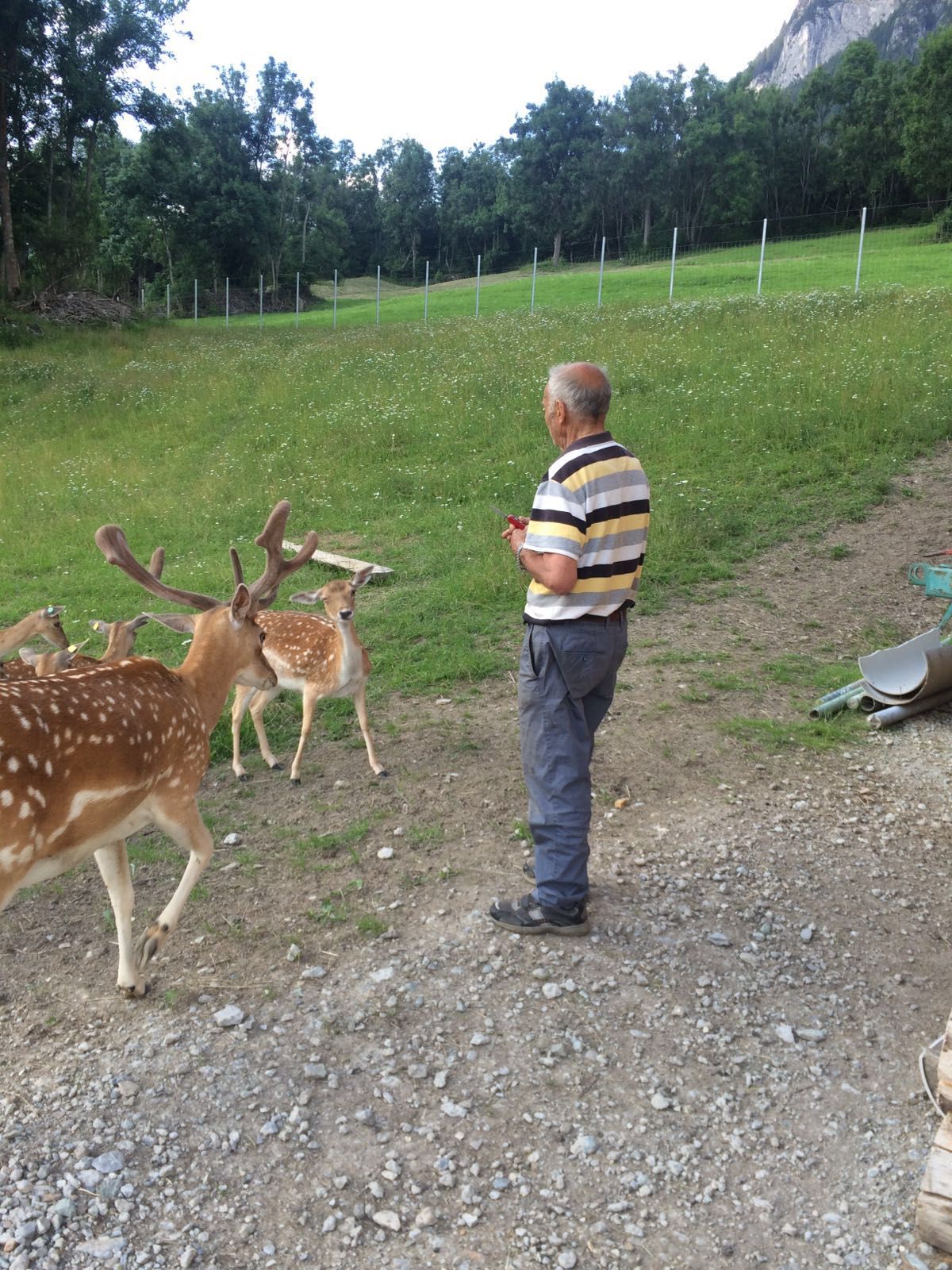 Damhirsch Gehegehaltung Pignia Graubünden