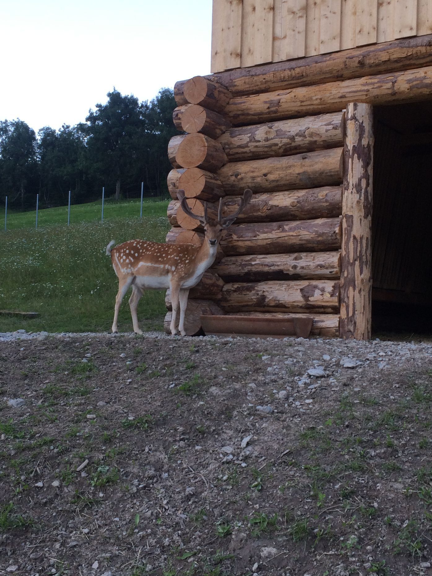 Damhirsch Gehegehaltung Schweiz