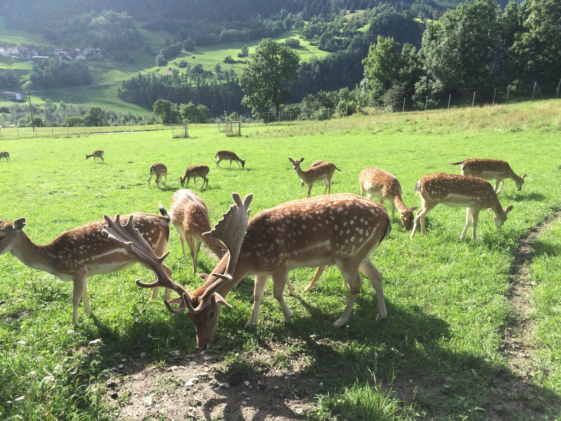 Damhirsch Gehegehaltung Schweiz