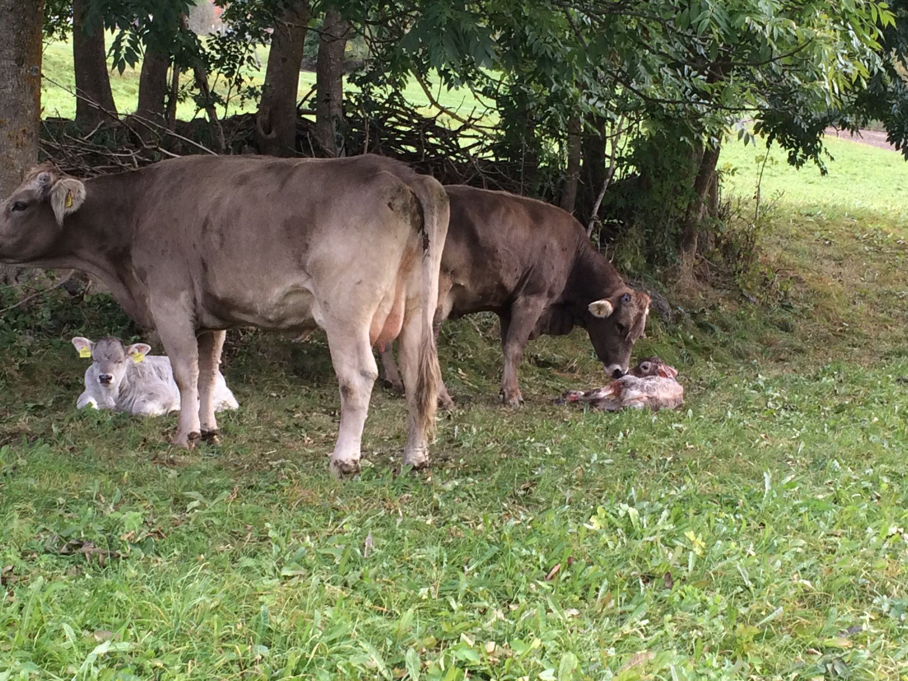 Tier Rind Kühe Rindfleisch Schweiz Bio Label Auslauf Wiese Bündnerland