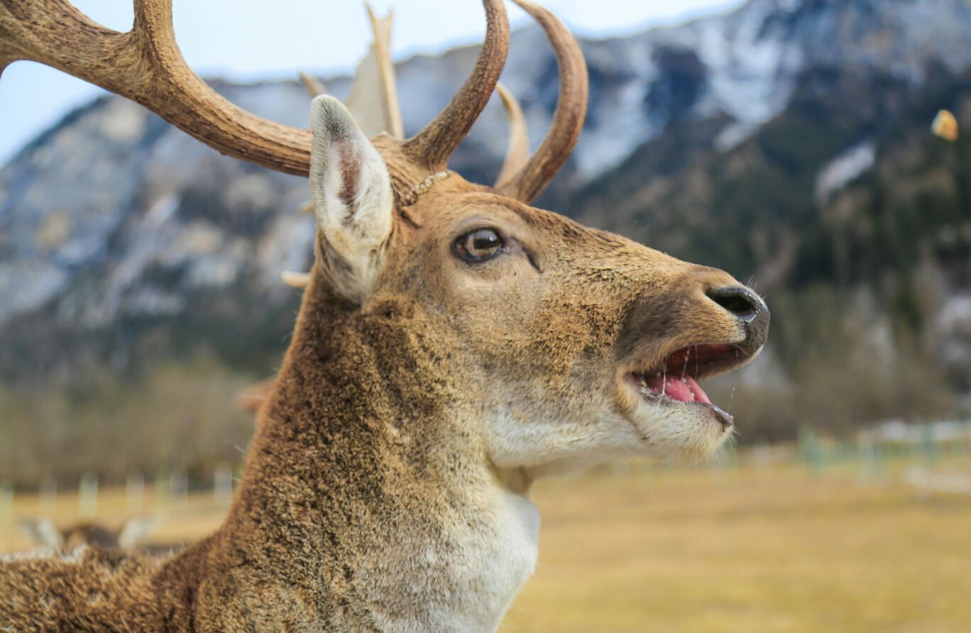Damhirsch Gehegehaltung Pignia Graubünden