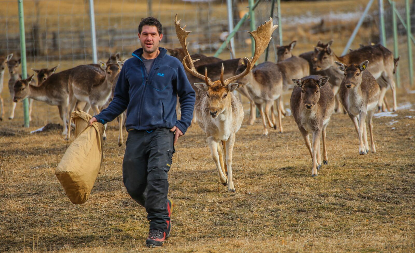 Damhirsch Gehegehaltung Pignia Graubünden