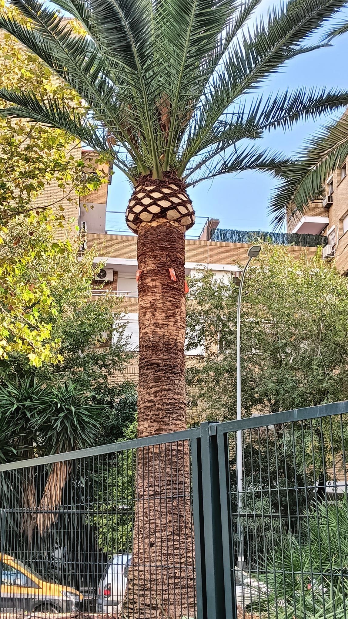 Una vista aérea de un exuberante jardín verde con palmeras y un estanque.