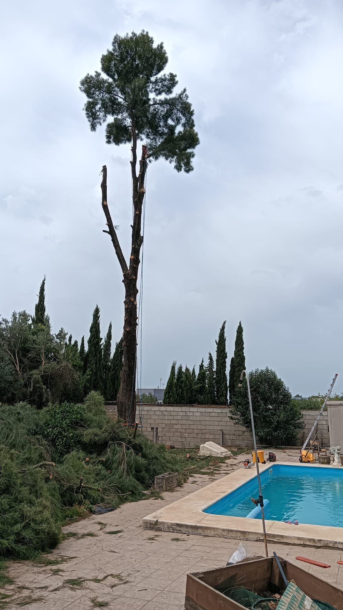 Un gran árbol se encuentra al lado de una piscina.