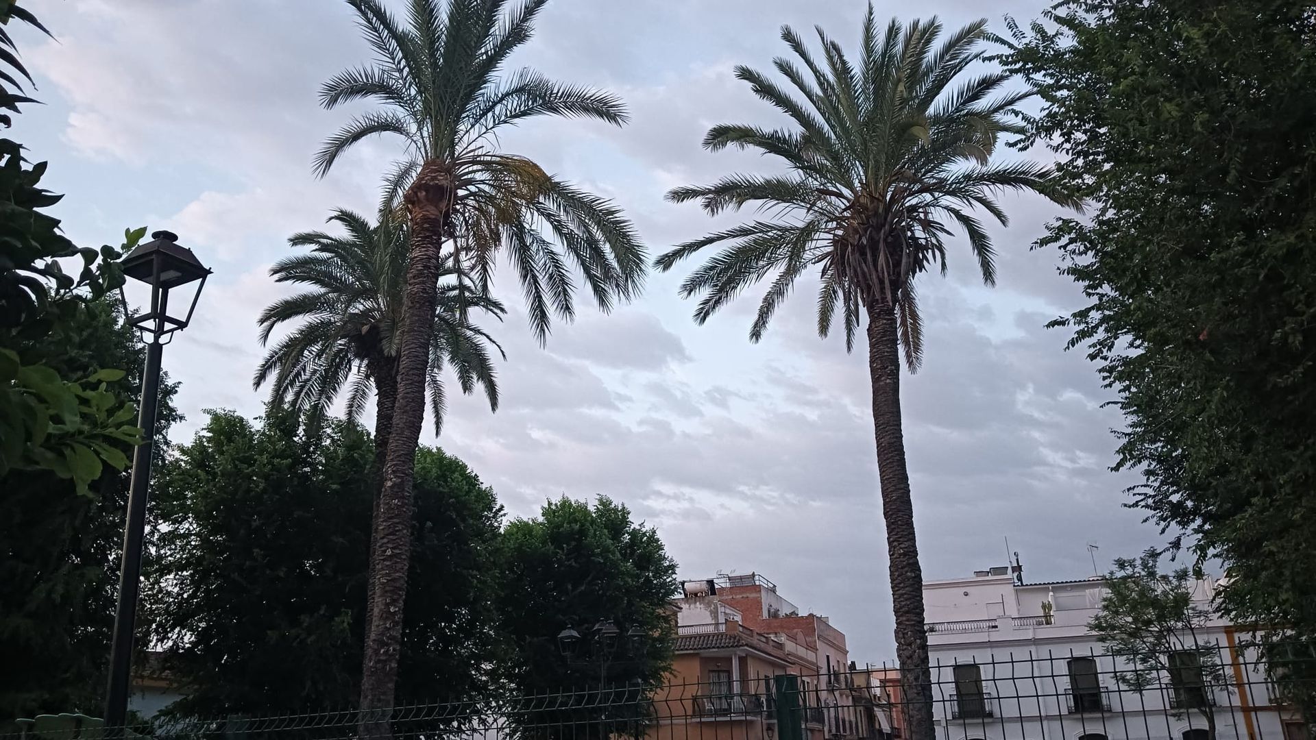 Tres palmeras contra un cielo nublado en un parque