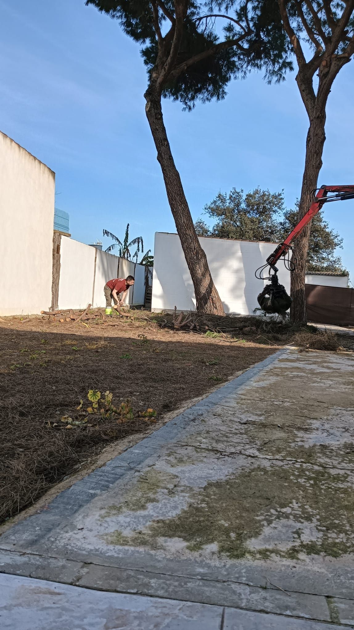Una grúa está levantando un árbol en un patio trasero.